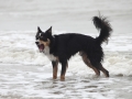 hunde_2013_11_02_3935