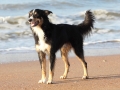 hunde_2013_11_02_4007