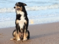 hunde_2013_11_02_4014