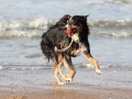hunde_2013_11_02_4027