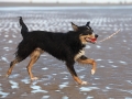 hunde_2013_11_02_4077