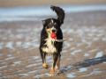 hunde_2013_11_02_4083