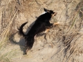 hunde_2013_11_02_4094
