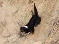 hunde_2013_11_02_4097