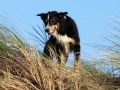 hunde_2013_11_02_4112