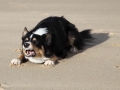 hunde_2013_11_03_4129