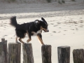 hunde_2013_11_03_4132