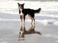 hunde_2013_11_03_4156