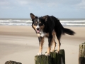 hunde_2013_11_03_4171