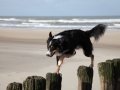 hunde_2013_11_03_4173