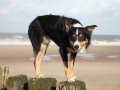 hunde_2013_11_03_4177