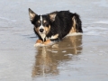 hunde_2013_11_03_4208