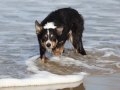 hunde_2013_11_03_4210