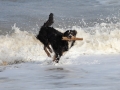 hunde_2013_11_03_4213