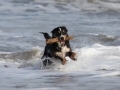 hunde_2013_11_03_4214