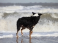 hunde_2013_11_03_4224