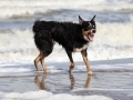 hunde_2013_11_03_4225