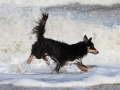 hunde_2013_11_03_4229