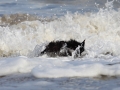 hunde_2013_11_03_4230