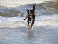 hunde_2013_11_03_4232