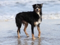 hunde_2013_11_03_4235