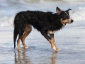 hunde_2013_11_03_4237