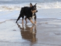 hunde_2013_11_03_4239